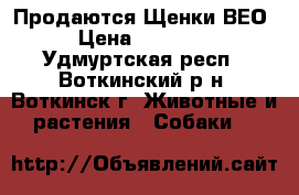 Продаются Щенки ВЕО › Цена ­ 20 000 - Удмуртская респ., Воткинский р-н, Воткинск г. Животные и растения » Собаки   